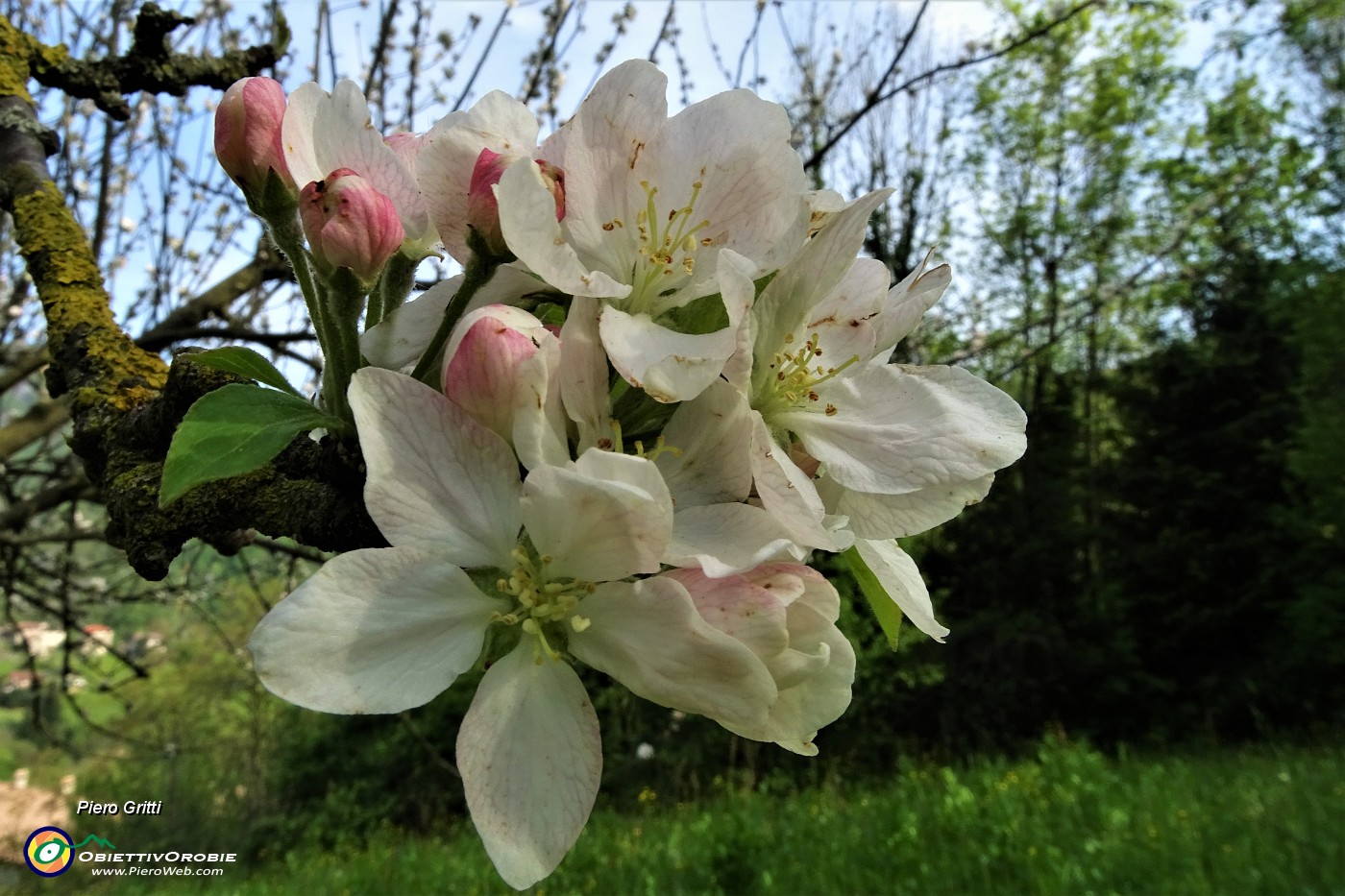 94 Fiori di melo.JPG